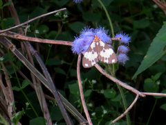 Nyctemera carissima