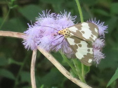 Nyctemera carissima