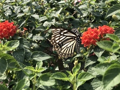 Papilio clytia