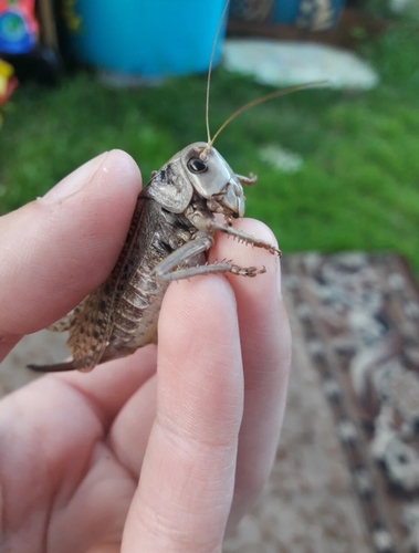 Wart-biter