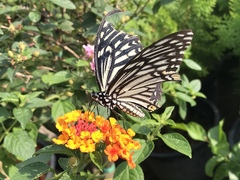 Papilio clytia