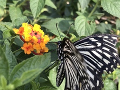 Papilio clytia