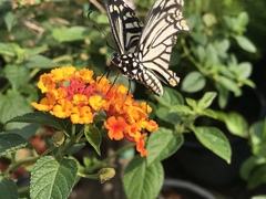 Papilio clytia