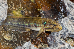 Halfbridled Goby photo 4