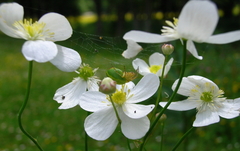 Ranunculus platanifolius