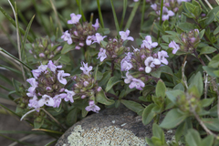 Thymus seravschanicus