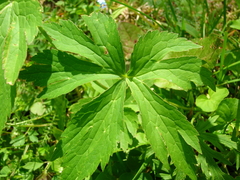 Ranunculus platanifolius
