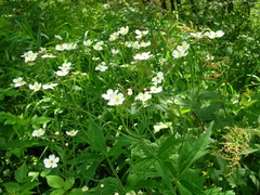 Ranunculus platanifolius