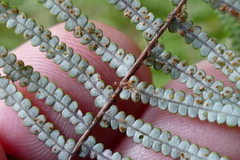 Gleichenia inclusisora
