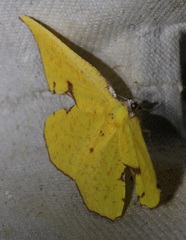 Corymica spatiosa