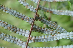 Gleichenia inclusisora