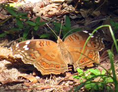 Junonia natalica natalica
