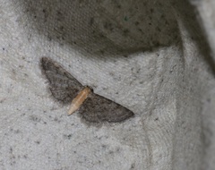 Eupithecia subtacincta