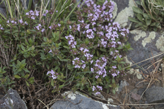 Thymus seravschanicus