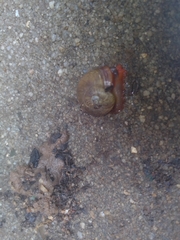 Annabellia assimilans
