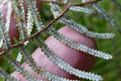 Gleichenia inclusisora