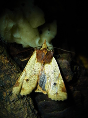 Rhynchaglaea scitula