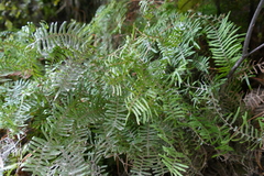 Gleichenia inclusisora