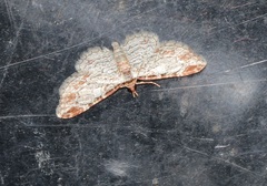 Eupithecia costalis