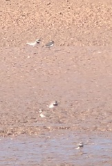 Charadrius hiaticula