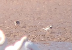 Charadrius hiaticula