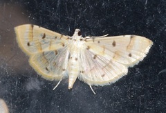Pycnarmon aeriferalis