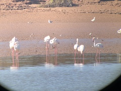 Charadrius hiaticula