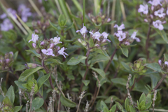 Thymus seravschanicus