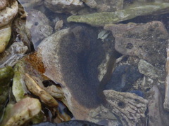 Notoplanidae