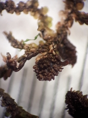 Frullania nicholsonii