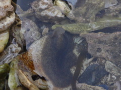 Notoplanidae