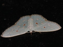 Comostola meritaria