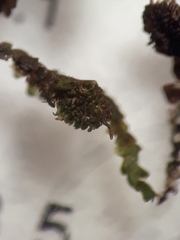 Frullania nicholsonii