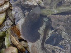 Notoplanidae