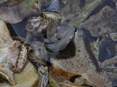 Notoplanidae
