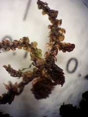 Frullania nicholsonii