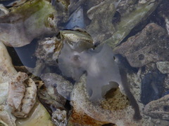 Notoplanidae