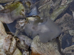Notoplanidae