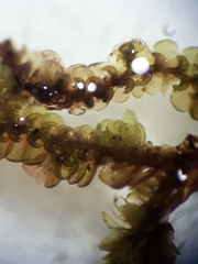 Frullania nicholsonii