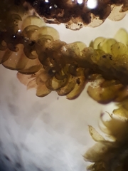 Frullania nicholsonii