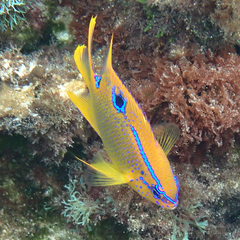 Neoglyphidodon polyacanthus