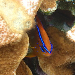 Neoglyphidodon polyacanthus