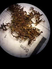 Frullania fugax
