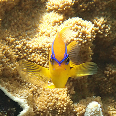 Neoglyphidodon polyacanthus