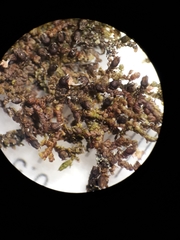 Frullania fugax
