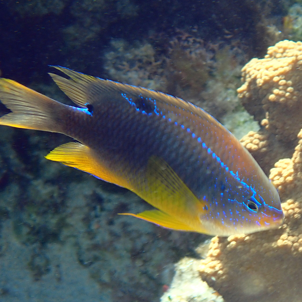 Multispine Damselfish