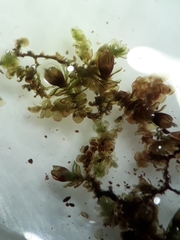 Frullania fugax