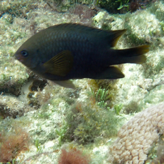 Neoglyphidodon polyacanthus