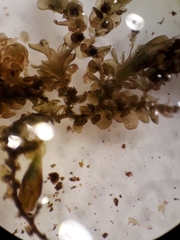 Frullania fugax