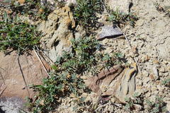 Astragalus guttatus